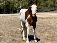 Koń, American paint horse — zdjęcie 4