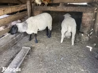 Carnero, Merino sheep — foto 2