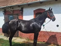 At, Nonius horse — foto 6