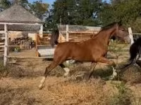 Айғыр, Dutch warmblood horse — 4-сурет