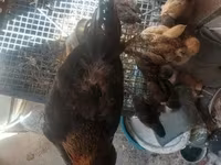 Chickens — fotografija 5