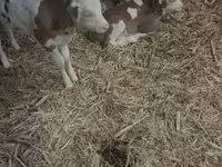 Byk, Węgierska szara rasa — zdjęcie 2