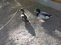 Ducks — Foto 5
