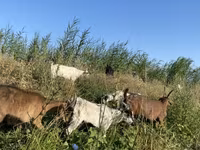 बकरी, Czech Brown Shorthaired goats — फ़ोटो 3