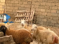 Ovca, Apsheron sheep — fotografija 6