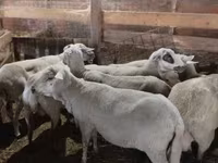 भेड़, भेड़ — फ़ोटो 3
