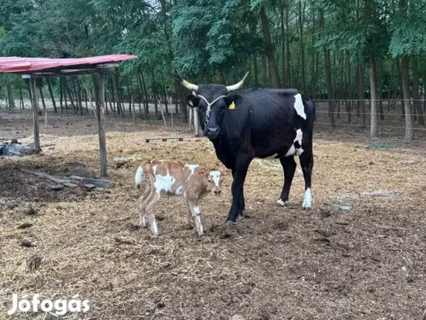 母牛, Hungarian Grey breed