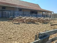 Brebis, Merino sheep — photo 4