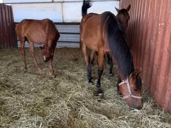 雌馬, Hungarian horse breed — ハンガリー