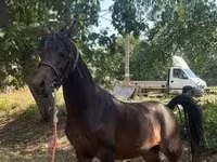 Cheval, Chevaux — photo 4