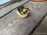 Quails — zdjęcie 3