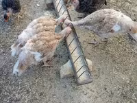 Turkeys — फ़ोटो 4