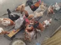 Chickens — फ़ोटो 3