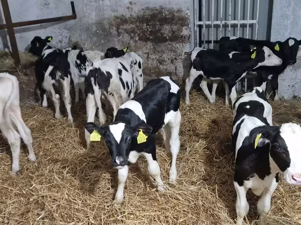Бик, Russian Black pied cattle