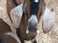 Cabro, Cabras — foto 1