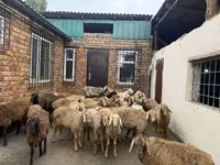 Bélier, Rhon sheep — photo 4