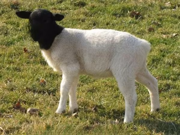 Owca, Dorper sheep
