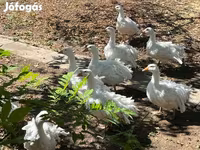 Geese — fotografija 4