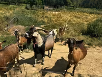 Cabras (lote, sexo não especificado), Cabras — foto 2