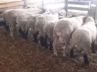 公羊, White Suffolk sheep — 照片 7