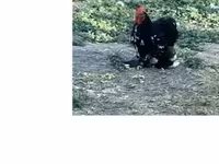 Chickens — foto 1