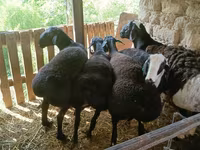 Ovan, Rhon sheep — fotografija 5