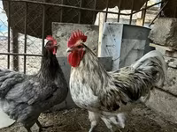 Australorp — photo 1