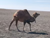 Deva, Kazakh Bactrian camel — fotografija 1