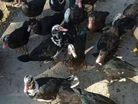 Ducks — foto 1
