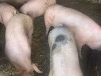 Locha, Świnie — zdjęcie 2