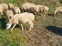 Schaf, Karabakh sheep — Foto 1