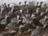 Guinea fowl — 照片 2
