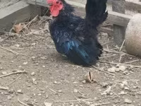 Chickens — الصورة 3