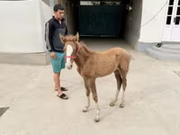 Égua, Cavalos — foto 1