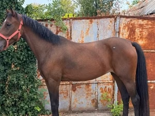 Madyan, Atlar — Macarıstan