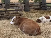 Kuh, Simmental cattle — Foto 2