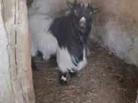 Bode, Dutch Landrace goats — foto 1