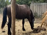 Cheval, Chevaux — photo 3