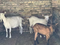 Koza, Saanen goat — zdjęcie 2