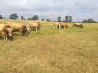 Bik, Aubrac cattle — fotografija 4
