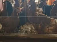 Chickens — 照片 2