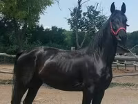 Kobila, Friesian — fotografija 4