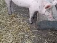 Boar, Pigs — photo 5