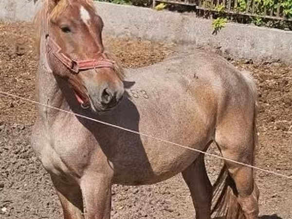 Кінь, Hungarian horse breed — Угорщина