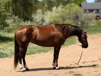 Kobila, Quarter Horse — fotografija 7