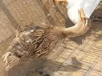 Ducks — foto 1