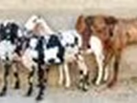 Goat, Goats — photo 6