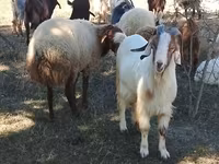 Cabras (lote, sexo não especificado), Cabras — foto 1