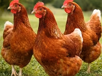 Hisex — photo 6