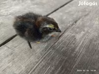 Quails — Foto 4